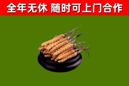 吴江回收冬虫夏草