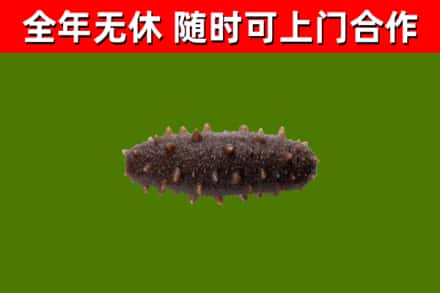 吴江回收海参干